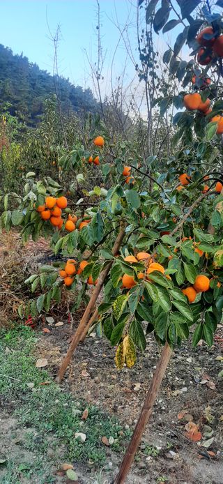 이강재님의 11월 내 작물 자랑하기 · 참여글 작성글 사진