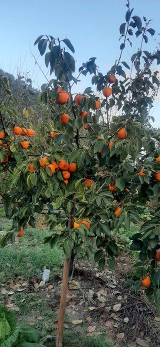 이강재님의 11월 내 작물 자랑하기 · 참여글 작성글 사진