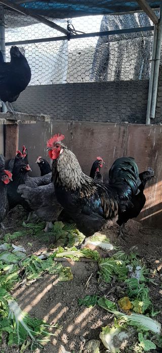 이강재님의 11월 내 작물 자랑하기 · 참여글 작성글 사진