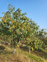 팜모닝 감·자유게시판 게시글 이미지