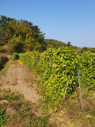 사과농사님의 자유주제 · 자유게시판 작성글 사진