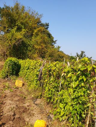 사과농사님의 자유주제 · 자유게시판 작성글 사진