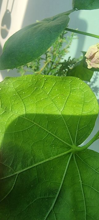 나비를좋아하는사람님의 기타작물 · 병해충상담 작성글 사진