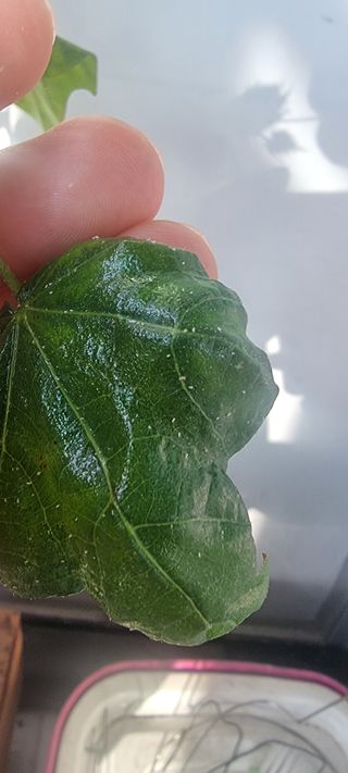 나비를좋아하는사람님의 기타작물 · 병해충상담 작성글 사진