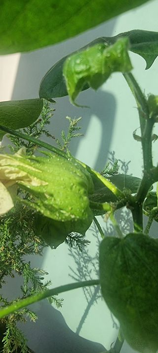 나비를좋아하는사람님의 기타작물 · 병해충상담 작성글 사진