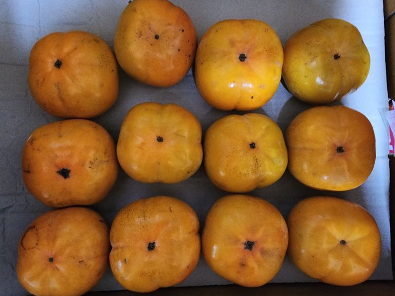 쵸코쵸코님의 장터 판매 상품 [단감 10kg] 첨부 사진