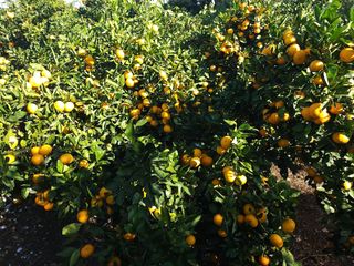 김형철님의 11월 내 작물 자랑하기 · 참여글 작성글 사진