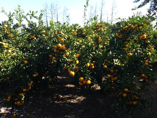 김형철님의 11월 내 작물 자랑하기 · 참여글 작성글 사진