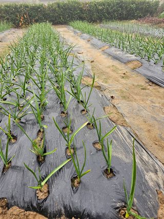 김상식님의 11월 내 작물 자랑하기 · 참여글 작성글 사진