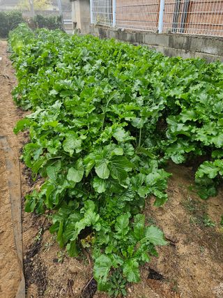 김상식님의 11월 내 작물 자랑하기 · 참여글 작성글 사진