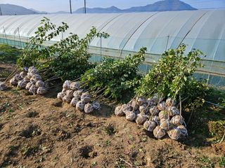 일심묘목농원님의 기타작물 · 자유게시판 작성글 사진