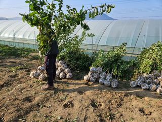 일심묘목농원님의 기타작물 · 자유게시판 작성글 사진