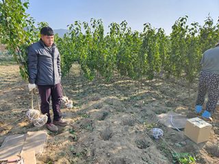 일심묘목농원님의 기타작물 · 자유게시판 작성글 사진