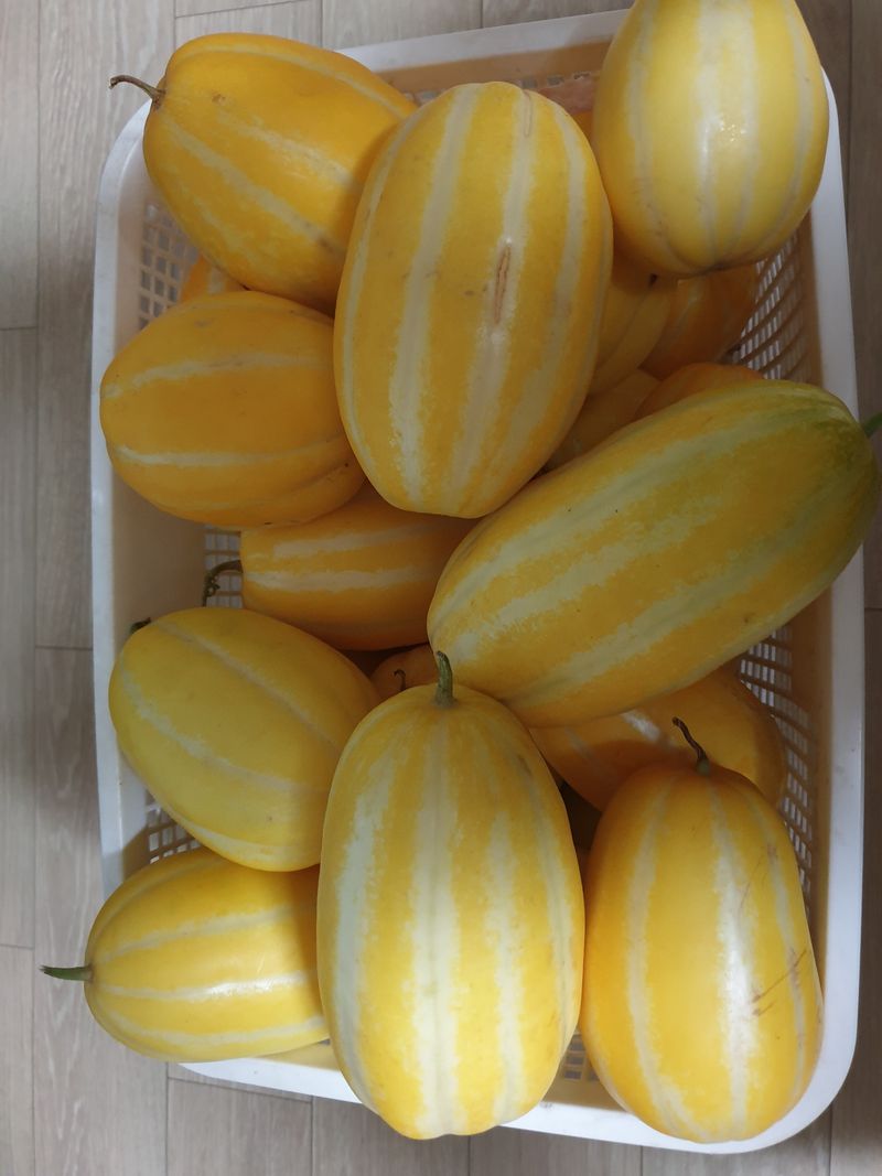 장터 상품 [잠깐  비가 그친사이에 밭에나가  참외를 수확했네요 ] 썸네일