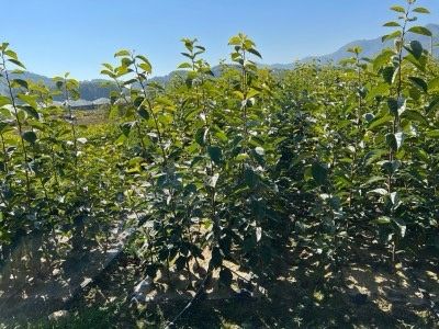 일심묘목농원님의 장터 판매 상품 [감나무 둥시 접목1년생 묘목] 첨부 사진