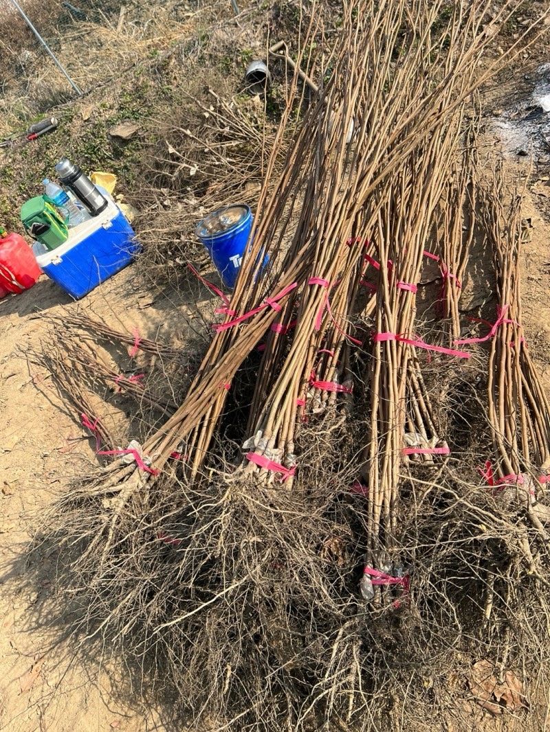 일심묘목농원님의 장터 판매 상품 [감나무 둥시 접목1년생 묘목] 첨부 사진