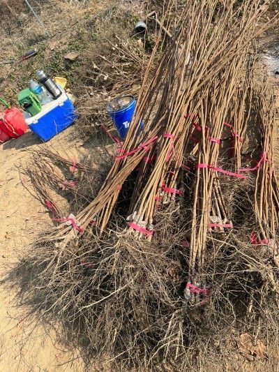 일심묘목농원님의 장터 판매 상품 [감나무 둥시 접목1년생 묘목] 첨부 사진