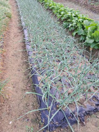 경선님의 11월 내 작물 자랑하기 · 참여글 작성글 사진