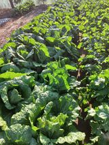 팜모닝 11월 내 작물 자랑하기·참여글 게시글 이미지