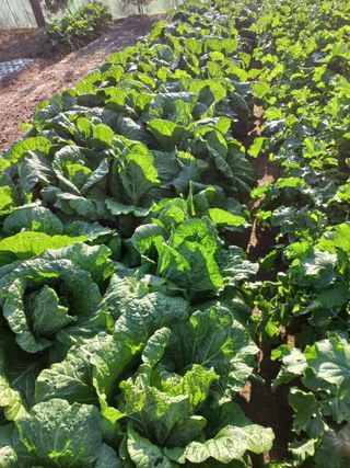 고구마20872님의 11월 내 작물 자랑하기 · 참여글 작성글 사진