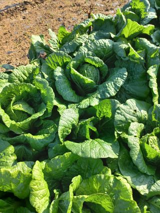 고구마20872님의 11월 내 작물 자랑하기 · 참여글 작성글 사진