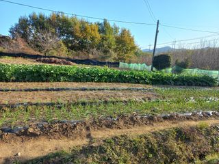 고구마20872님의 11월 내 작물 자랑하기 · 참여글 작성글 사진