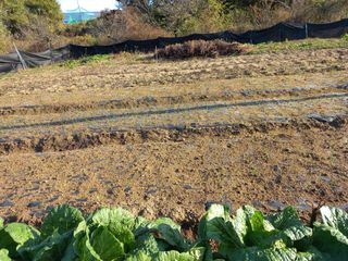 고구마20872님의 11월 내 작물 자랑하기 · 참여글 작성글 사진
