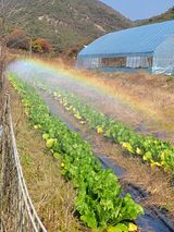 팜모닝 배추·일상 게시글 이미지