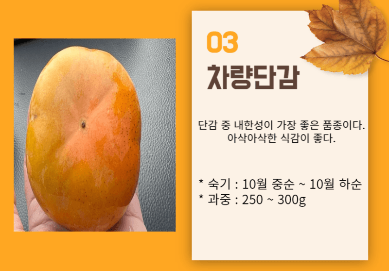 장터 상품 [감나무 차량단감 접목1년생 묘목] 썸네일