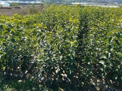 일심묘목농원님의 장터 판매 상품 [감나무 차량단감 접목1년생 묘목] 첨부 사진