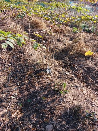 덕촌님의 두릅 · 일상 작성글 사진