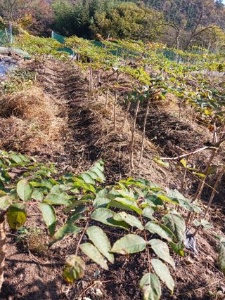 덕촌님의 두릅 · 일상 작성글 사진