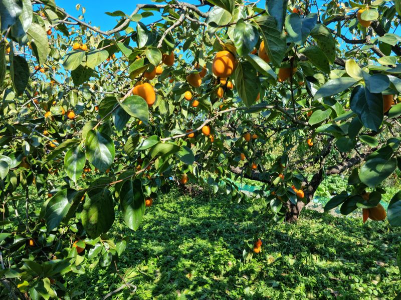 최우식님의 장터 판매 상품 [대봉감 15kg] 첨부 사진