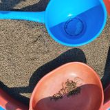 팜모닝 들깨·영농일지 게시글 이미지