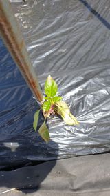 팜모닝 고추·병해충상담 게시글 이미지