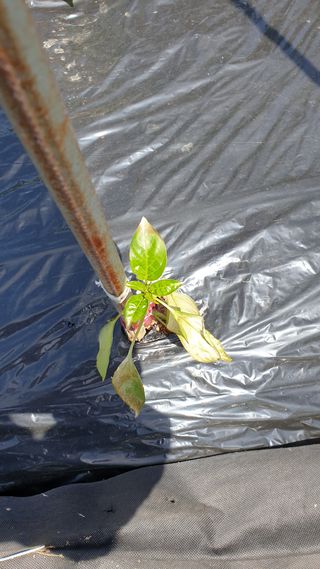 황창용님의 고추 · 병해충상담 작성글 사진