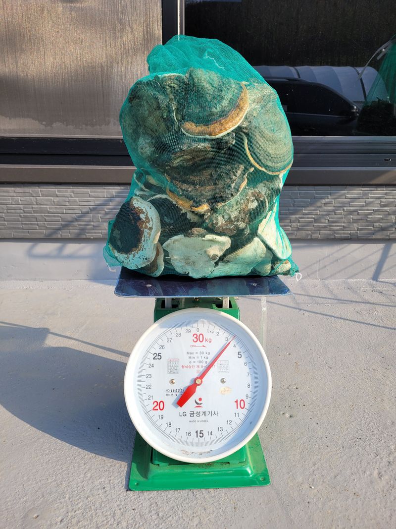 장터 상품 [소나무잔나비버섯 1kg ] 썸네일