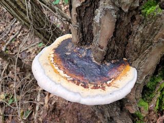 산약초님의 작성글 사진