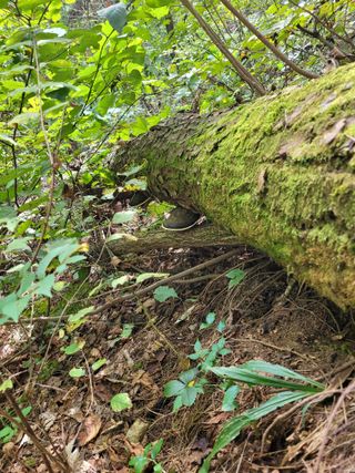 산약초님의 작성글 사진