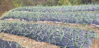 밤가시 여주농장님의 11월 내 작물 자랑하기 · 참여글 작성글 사진