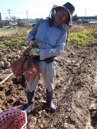 조종래님의 고구마 · 병해충상담 작성글 사진