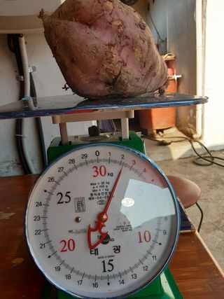 조종래님의 고구마 · 병해충상담 작성글 사진