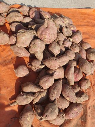 조종래님의 고구마 · 병해충상담 작성글 사진