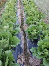 팜모닝 11월 내 작물 자랑하기·참여글 게시글 이미지