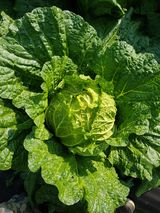 팜모닝 배추·일상 게시글 이미지