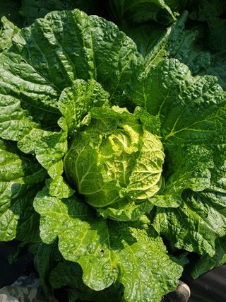 김건호님의 배추 · 일상 작성글 사진