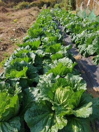 김건호님의 배추 · 일상 작성글 사진