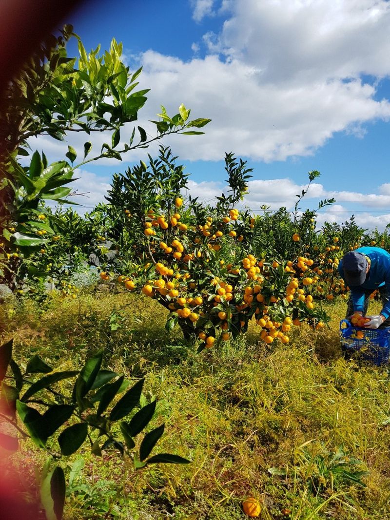 장터 상품 [조생감귤] 썸네일