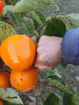 농군님의 11월 내 작물 자랑하기 · 참여글 작성글 사진