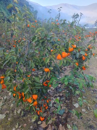 농군님의 11월 내 작물 자랑하기 · 참여글 작성글 사진